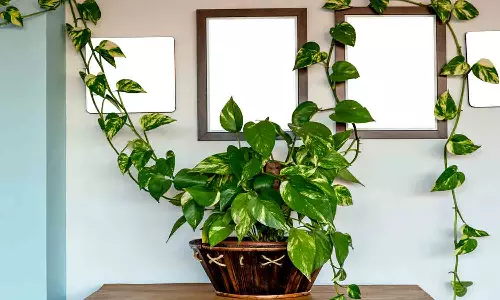 Money Plant Benefits