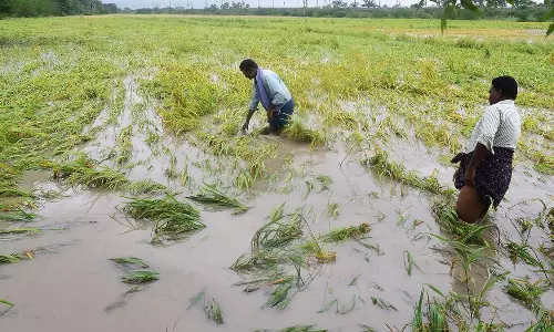 Cyclone Montha: రైతు కంటకన్నీరు.. రాష్ట్రవ్యాప్తంగా 3,600 ఎకరాల్లో నేలకొరిన వరిపంట Cyclone Montha: రైతు కంటకన్నీరు.. రాష్ట్రవ్యాప్తంగా 3,600 ఎకరాల్లో నేలకొరిన వరిపంట