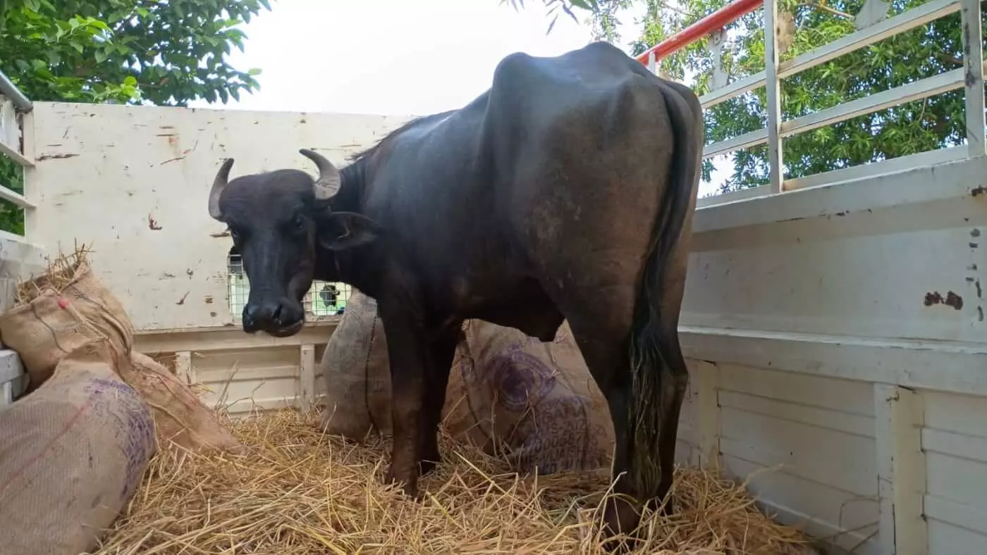 మార్కాపురంలో గేదెల రక్షణ ఆపరేషన్‌ ...11 గేదెలను సురక్షితంగా బయటకు తీసిన రెస్క్యూ టీమ్