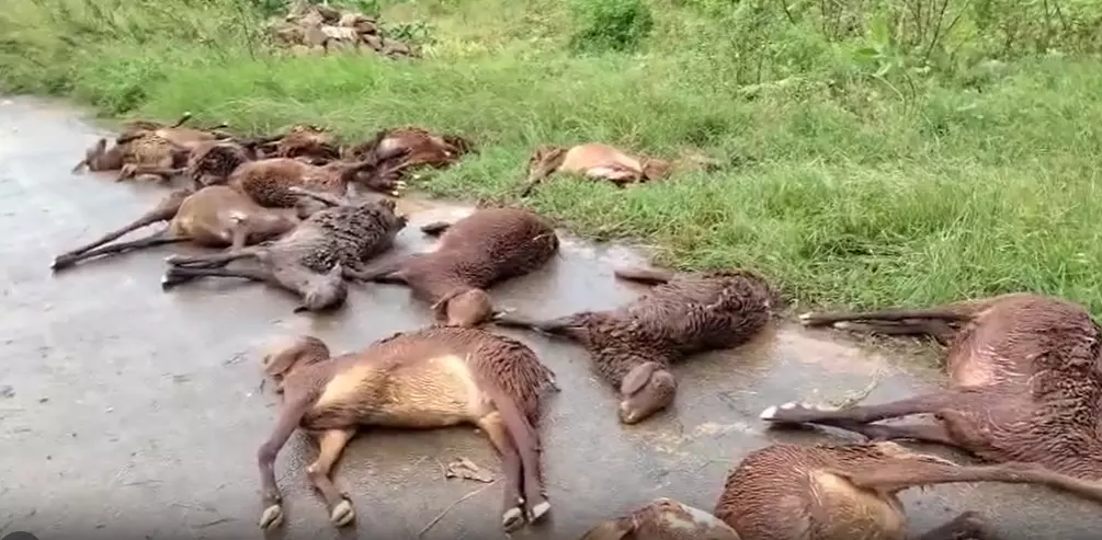 వెల్దంద గ్రామంలో విషాదం: వరదలో కొట్టుకుపోయిన 110 గొర్రెలు వెల్దంద గ్రామంలో విషాదం: వరదలో కొట్టుకుపోయిన 110 గొర్రెలు