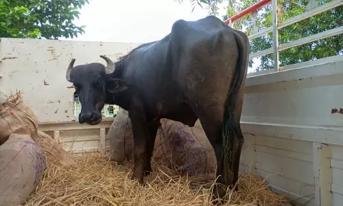 మార్కాపురంలో గేదెల రక్షణ ఆపరేషన్ ...11 గేదెలను సురక్షితంగా బయటకు తీసిన రెస్క్యూ టీమ్ మార్కాపురంలో గేదెల రక్షణ ఆపరేషన్ ...11 గేదెలను సురక్షితంగా బయటకు తీసిన రెస్క్యూ టీమ్