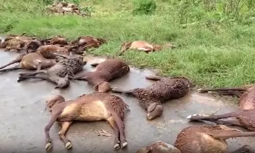 వెల్దంద గ్రామంలో విషాదం: వరదలో కొట్టుకుపోయిన 110 గొర్రెలు వెల్దంద గ్రామంలో విషాదం: వరదలో కొట్టుకుపోయిన 110 గొర్రెలు