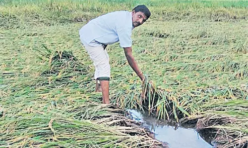 మొంథా తుఫాన్తో ముంచెత్తిన శ్రీకాకుళం.. పంటల నష్టంతో రైతుల ఆవేదన మొంథా తుఫాన్తో ముంచెత్తిన శ్రీకాకుళం.. పంటల నష్టంతో రైతుల ఆవేదన