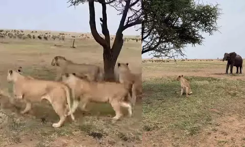 Viral Video Viral Video