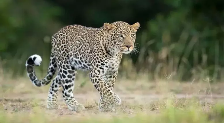 Tirupati: తిరుపతిలో మరోసారి చిరుత సంచారం