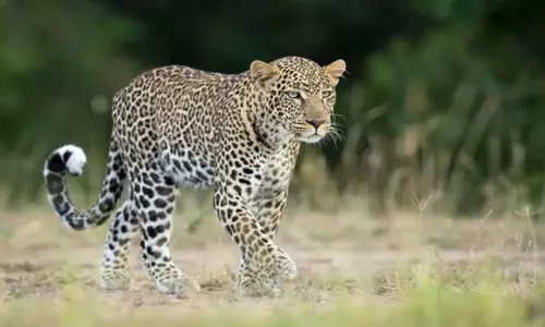 Tirupati: తిరుపతిలో మరోసారి చిరుత సంచారం Tirupati: తిరుపతిలో మరోసారి చిరుత సంచారం