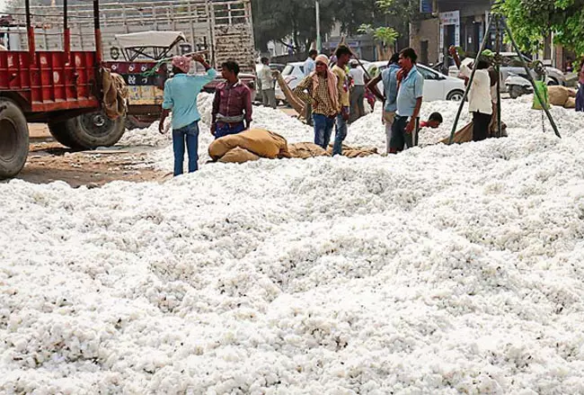 ఆదిలాబాద్లో పత్తి కొనుగోళ్ల మోసం – రూ.175 కోట్ల లాభం దండుకున్న జిన్నింగ్ మిల్లర్లు ఆదిలాబాద్లో పత్తి కొనుగోళ్ల మోసం – రూ.175 కోట్ల లాభం దండుకున్న జిన్నింగ్ మిల్లర్లు