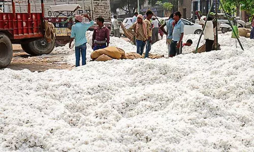ఆదిలాబాద్లో పత్తి కొనుగోళ్ల మోసం – రూ.175 కోట్ల లాభం దండుకున్న జిన్నింగ్ మిల్లర్లు ఆదిలాబాద్లో పత్తి కొనుగోళ్ల మోసం – రూ.175 కోట్ల లాభం దండుకున్న జిన్నింగ్ మిల్లర్లు