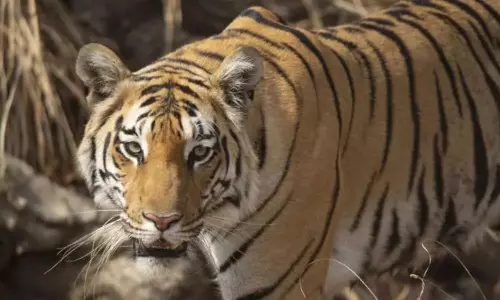 Asifabad: ఆసిఫాబాద్ జిల్లాను వణికిస్తున్న చిరుతపులి ఆటకట్టు Asifabad: ఆసిఫాబాద్ జిల్లాను వణికిస్తున్న చిరుతపులి ఆటకట్టు