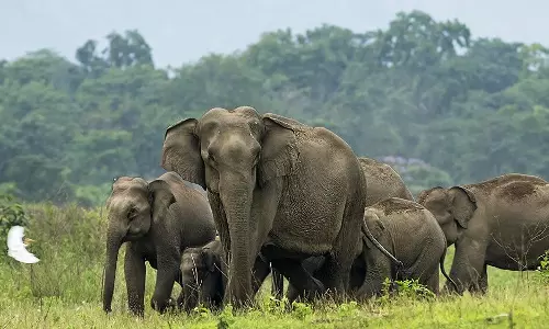చిత్తూరు కుప్పంలో ఏనుగుల బీభత్సం — రైతు మృతి