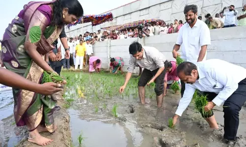డాక్టర్లైన కలెక్టర్, ఎమ్మెల్యే.. వృత్తి హోదాలెన్ని ఉన్నా.. రైతుతో కలిసి పొలంలో వరి నాట్లు!