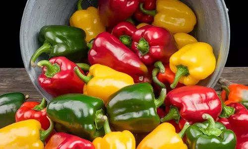 Capsicum : చలికాలంలో క్యాప్సికమ్‌ను ఎందుకు ఎక్కువగా తినాలి? దీని వెనుక ఉన్న పెద్ద హెల్త్ సీక్రెట్ ఇదే