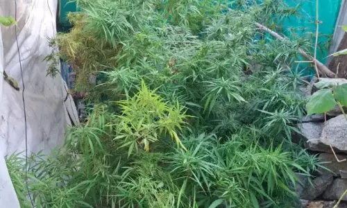 Nagarkurnool: బయట గంజాయి కొనలేక.. పెరట్లోనే పెంపకం