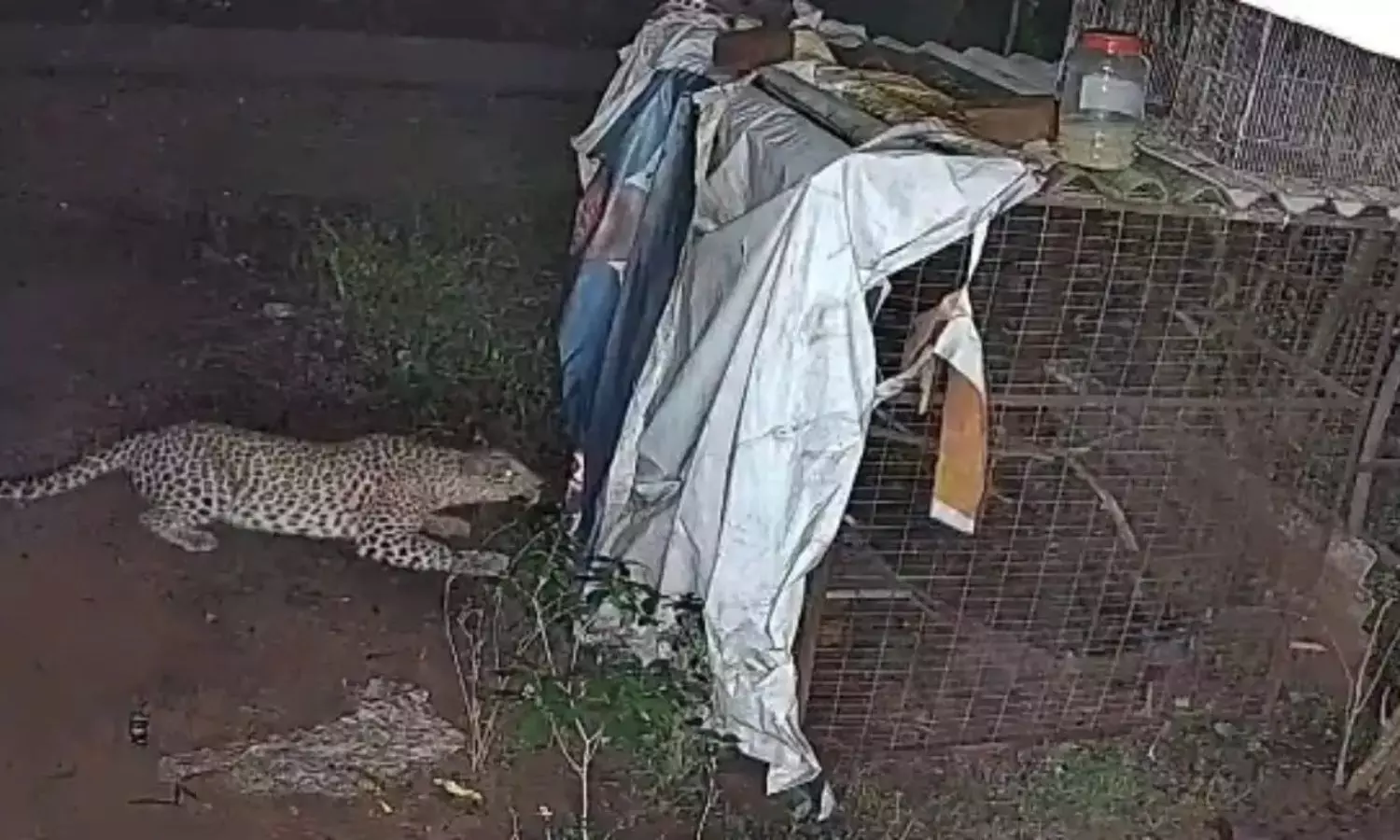 తిరుపతి SV యూనివర్సిటీ వద్ద మరోసారి చిరుత కలకలం