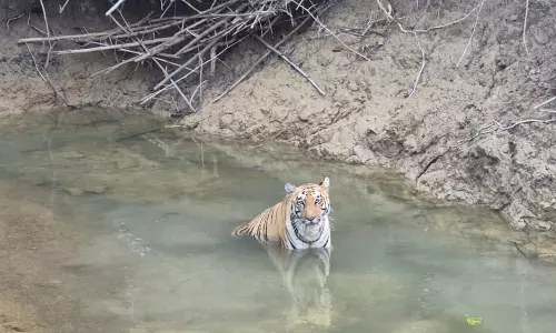 మహారాష్ట్ర చంద్రాపూర్‌లో పెద్దపులి కలకలం