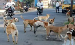 Hyderabad: ఏడేళ్ల మూగబాలుడిపై వీధికుక్కల దాడి