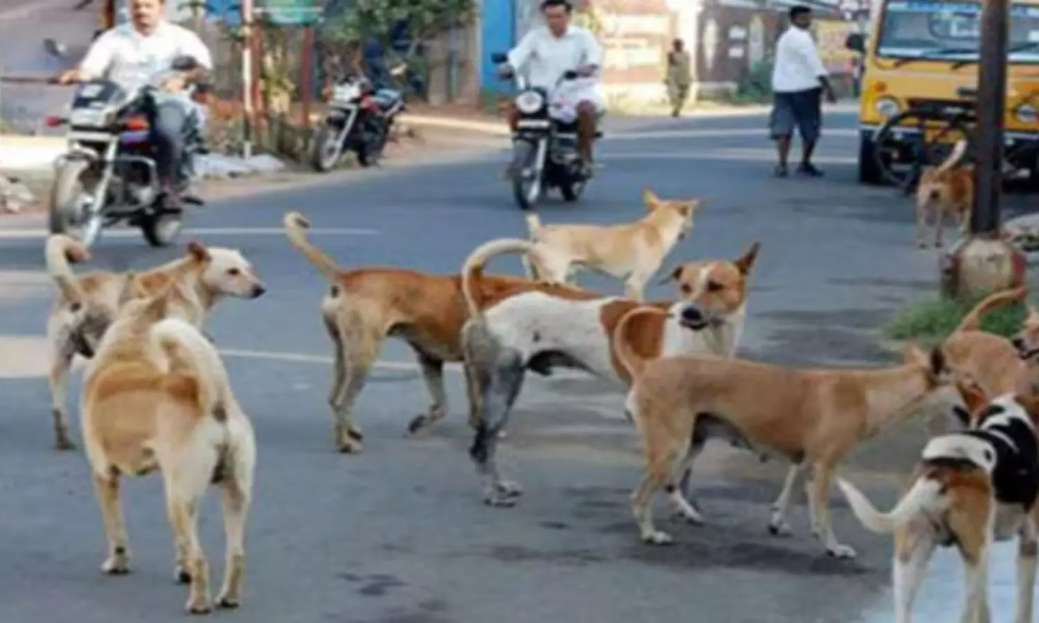 Hyderabad: ఏడేళ్ల మూగబాలుడిపై వీధికుక్కల దాడి