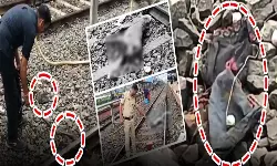 భద్రాద్రి కొత్తగూడెం జిల్లాలో నాటుబాంబు కలకలం