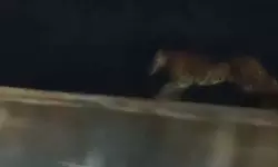 Komuram Bheem Asifabad: ఆసిఫాబాద్‌ జిల్లాలో చిరుత కలకలం