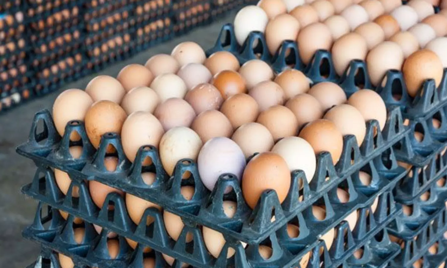 Fake Eggs Alert: దేశీ గుడ్డు అనుకుని విషం తింటున్నారా? కొనేముందే ఈ మూడు జాగ్రత్తలు తప్పనిసరి!