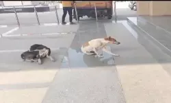 Hanamkonda: జిల్లా కలెక్టర్‌ ఆఫీస్‌లో కుక్కలు స్వైర విహారం