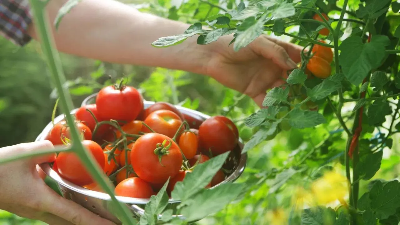 Kidney Stones : టమాటాలు తింటే కిడ్నీలో రాళ్లు పడతాయా.. నిపుణులు ఏమంటున్నారంటే ? Kidney Stones : టమాటాలు తింటే కిడ్నీలో రాళ్లు పడతాయా.. నిపుణులు ఏమంటున్నారంటే ?