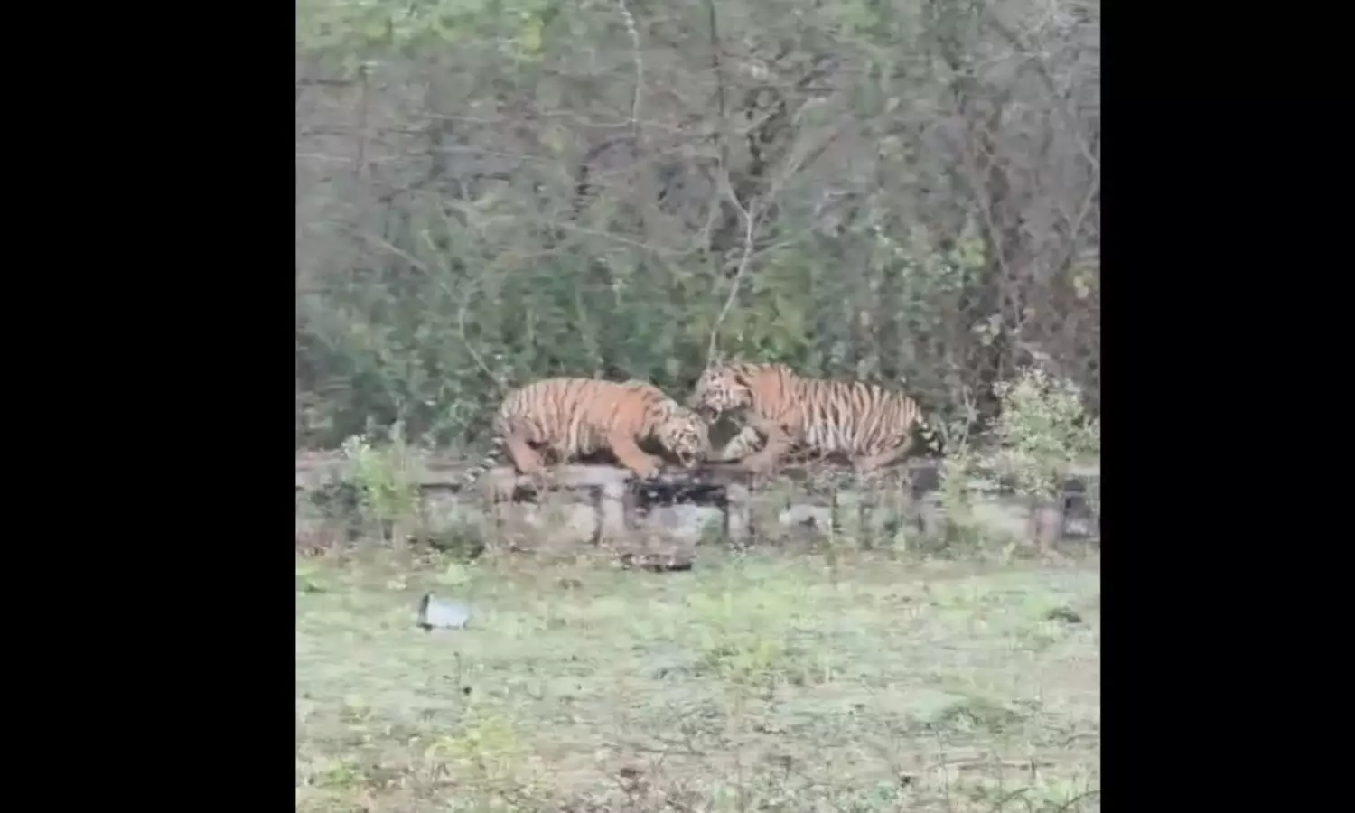 Tiger Cubs: వావ్.. పులి పిల్లలు ఎంత ముద్దుగా ఆడుకుంటున్నాయో..!