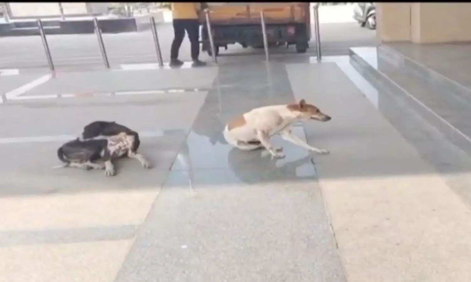 Hanamkonda: జిల్లా కలెక్టర్ ఆఫీస్లో కుక్కలు స్వైర విహారం Hanamkonda: జిల్లా కలెక్టర్ ఆఫీస్లో కుక్కలు స్వైర విహారం