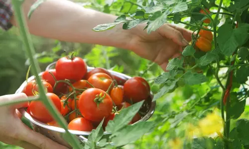 Kidney Stones : టమాటాలు తింటే కిడ్నీలో రాళ్లు పడతాయా.. నిపుణులు ఏమంటున్నారంటే ? Kidney Stones : టమాటాలు తింటే కిడ్నీలో రాళ్లు పడతాయా.. నిపుణులు ఏమంటున్నారంటే ?