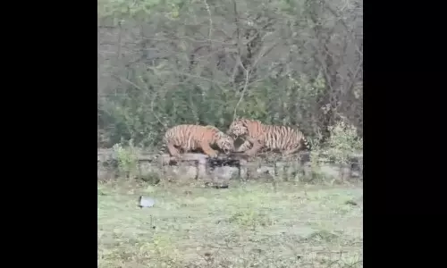 Tiger Cubs: వావ్.. పులి పిల్లలు ఎంత ముద్దుగా ఆడుకుంటున్నాయో..! Tiger Cubs: వావ్.. పులి పిల్లలు ఎంత ముద్దుగా ఆడుకుంటున్నాయో..!