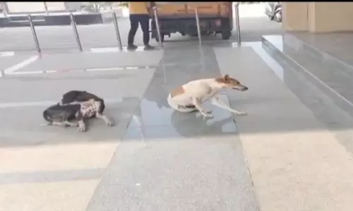 Hanamkonda: జిల్లా కలెక్టర్ ఆఫీస్లో కుక్కలు స్వైర విహారం Hanamkonda: జిల్లా కలెక్టర్ ఆఫీస్లో కుక్కలు స్వైర విహారం