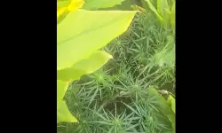 Vikarabad: తాండూరులో గంజాయి మొక్కల కలకలం