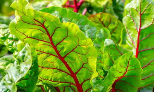 బీట్రూట్ ఆకులు తింటే ఇవే శరీరానికి లాభాలు – పూర్తి గైడ్ బీట్రూట్ ఆకులు తింటే ఇవే శరీరానికి లాభాలు – పూర్తి గైడ్