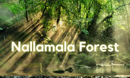 Nallamala Forest: నల్లమలపై అటవీ శాఖ డేగకన్ను
