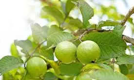 How to Identify Good Guavas: ఈ 5 చిట్కాలు తెలియకపోతే మోసపోవడం ఖాయం.. పురుగులు లేని కాయలను ఎలా గుర్తించాలి?