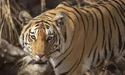 Leopard: రాజన్న సిరిసిల్ల జిల్లా రుద్రంగిలో చిరుత కలకలం