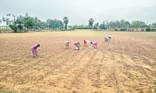 Kurnool District: కోడుమూరులో ఉపాధి పథకం స్కాం పండ్ల తోటల పెంపులో రూ.20 లక్షల అవినీతి వెలుగులోకి