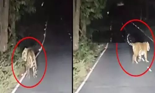 నల్లమల ఘాట్ రోడ్లో పెద్దపులి ప్రత్యక్షం నల్లమల ఘాట్ రోడ్లో పెద్దపులి ప్రత్యక్షం