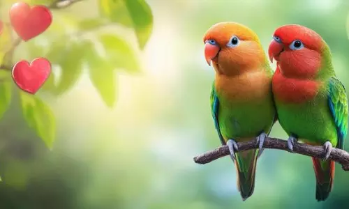 Love Birds Gift: లవ్ బర్డ్స్ బహుమతి ఇస్తే చాలు.. ప్రేమ బంధం మరింత బలంగా మారుతుంది!