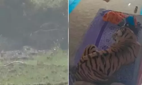 Viral Video: వ్యక్తిపై పులి దాడి.. ఆ తర్వాత మంచం మీద... Viral Video: వ్యక్తిపై పులి దాడి.. ఆ తర్వాత మంచం మీద...