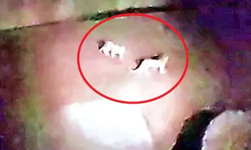 Kurnool: గౌడుగల్లులో చిరుత పులుల కలకలం