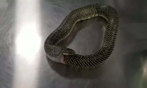 Viral Video: తననే తాను మింగుకుంటూ ఆత్మహత్యకు ప్రయత్నించిన పాము.. కాపాడిన వ్యక్తి