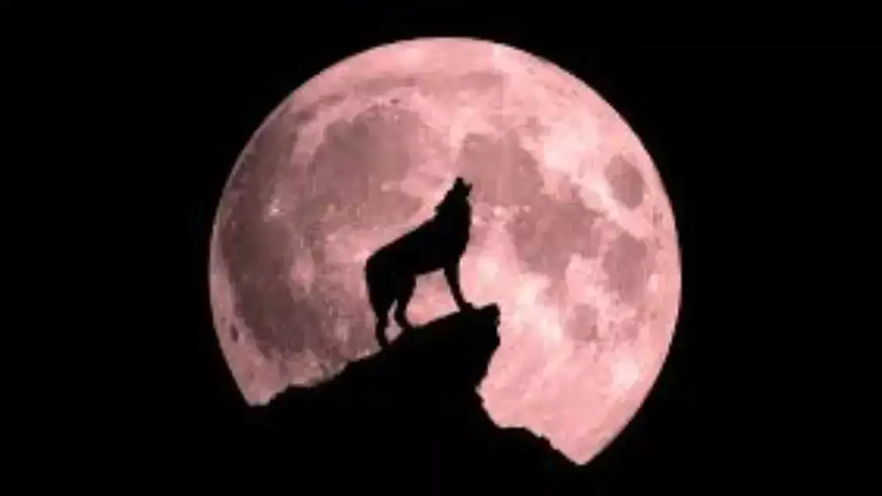 Wolf Super Moon 2026: పుష్య పౌర్ణమి వుల్ఫ్ సూపర్ మూన్ ఈ 3 రాశులకు భారీ అదృష్టం Wolf Super Moon 2026: పుష్య పౌర్ణమి వుల్ఫ్ సూపర్ మూన్ ఈ 3 రాశులకు భారీ అదృష్టం