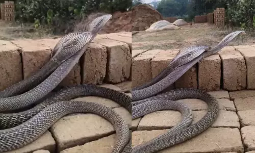 Viral Video: ఇటుకలపై రెండు నాగుపాముల సంభోగం.. వణికిస్తున్న వైరల్ వీడియో