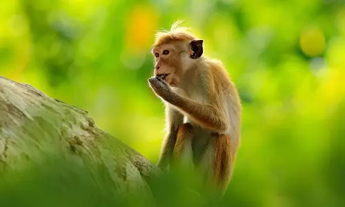 china: బయోటెక్ బూమ్.. చైనాలో ఆకాశాన్ని అంటిన కోతుల ధరలు.. మంకీలకు ఎందుకింత డిమాండ్?