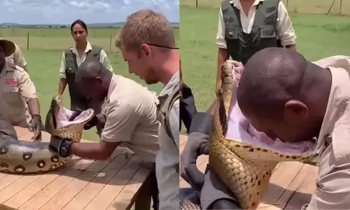 Viral Video : ఏం దైర్యం సామీ నీది..పాము నోట్లో తల పెట్టి ఫోటోలకు ఫోజులా? మృత్యువుతో మజాక్ అంటే ఇదే! Viral Video : ఏం దైర్యం సామీ నీది..పాము నోట్లో తల పెట్టి ఫోటోలకు ఫోజులా? మృత్యువుతో మజాక్ అంటే ఇదే!