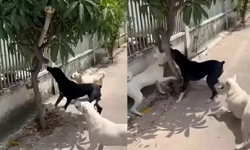 Viral Video : పాము నోటికే పంజా విసిరిన శునకం..చెట్టు మీద యుద్ధం చూస్తే వెన్నులో వణుకు ఖాయం Viral Video : పాము నోటికే పంజా విసిరిన శునకం..చెట్టు మీద యుద్ధం చూస్తే వెన్నులో వణుకు ఖాయం