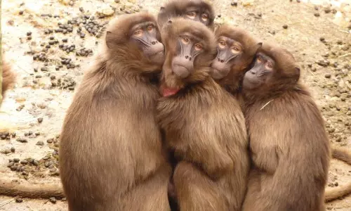 Viral News: చైనా కోతులపై డిమాండ్ విపరీతంగా పెరిగింది