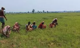 Good News for Amaravati Farmers: రూ. 1.50 లక్షల వరకు రుణమాఫీ! మంత్రి నారాయణ కీలక ప్రకటన