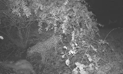 Nizamabad: సిరికొండలో చిరుత కలకలం